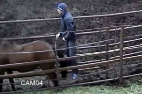 Aroused man roughly fucks animal at the farm and comes in it